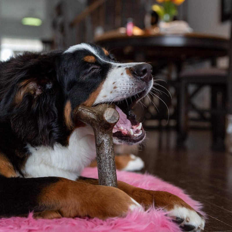 Pet Qwerks BarkBone Stick - For Aggressive Chewers