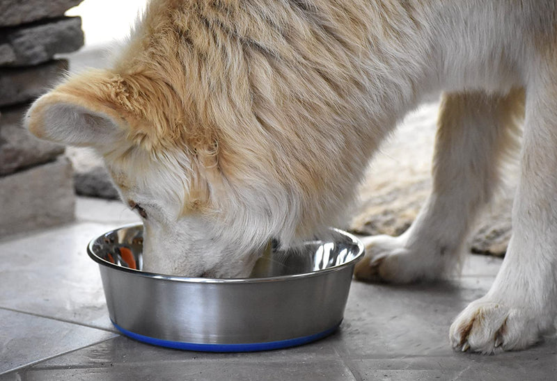 Pet Dog Bowl