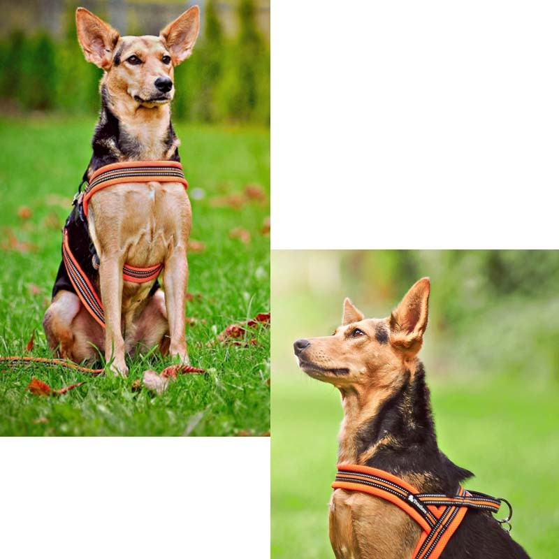 Soft Mesh Padded Nylon Dog Harness Vest 3M Reflective Security Dog Collar  Easy Put On Pet Harness 20% Discount 5 Color