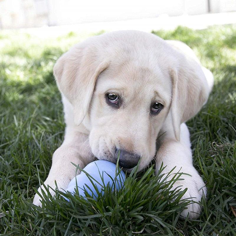 Puppy Dog Toy with Your Choice of Dog Treat